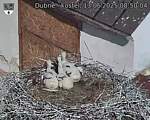 Capi_Dubne_20250613_085004.jpg