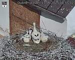 Capi_Dubne_20250613_085502.jpg