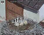Capi_Dubne_20250613_090002.jpg