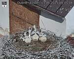 Capi_Dubne_20250613_090504.jpg