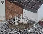 Capi_Dubne_20250613_091004.jpg