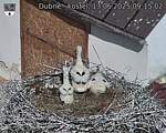 Capi_Dubne_20250613_091503.jpg