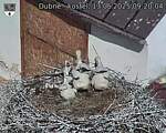 Capi_Dubne_20250613_092004.jpg