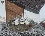 Capi_Dubne_20250613_093003.jpg
