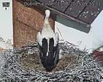 Capi_Dubne_20250613_095502.jpg