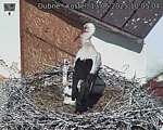 Capi_Dubne_20250613_100504.jpg