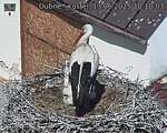 Capi_Dubne_20250613_101003.jpg