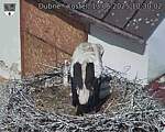 Capi_Dubne_20250613_103002.jpg
