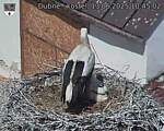 Capi_Dubne_20250613_104502.jpg