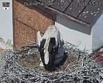 Capi_Dubne_20250613_105502.jpg