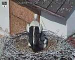 Capi_Dubne_20250613_110004.jpg