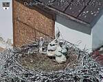 Capi_Dubne_20250613_110504.jpg