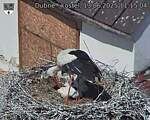 Capi_Dubne_20250613_111504.jpg
