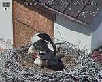 Capi_Dubne_20250613_113002.jpg