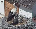 Capi_Dubne_20250613_121002.jpg