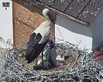 Capi_Dubne_20250613_121502.jpg