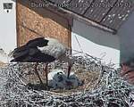 Capi_Dubne_20250613_123502.jpg