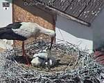 Capi_Dubne_20250613_131002.jpg