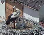 Capi_Dubne_20250613_133502.jpg