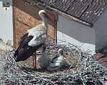 Capi_Dubne_20250613_134004.jpg