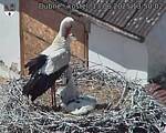 Capi_Dubne_20250613_135002.jpg