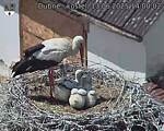 Capi_Dubne_20250613_140002.jpg
