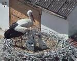 Capi_Dubne_20250613_140504.jpg