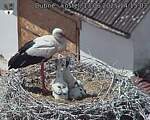 Capi_Dubne_20250613_141503.jpg