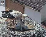 Capi_Dubne_20250613_143502.jpg