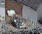 Capi_Dubne_20250613_144502.jpg