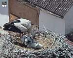 Capi_Dubne_20250613_145002.jpg
