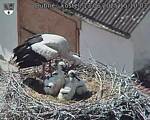 Capi_Dubne_20250613_151003.jpg