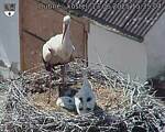 Capi_Dubne_20250613_153504.jpg
