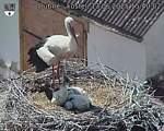 Capi_Dubne_20250613_154003.jpg