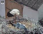 Capi_Dubne_20250613_155003.jpg