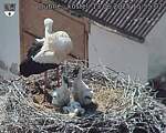 Capi_Dubne_20250613_155502.jpg