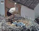 Capi_Dubne_20250613_160004.jpg