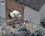 Capi_Dubne_20250613_160504.jpg