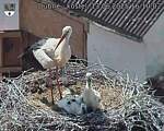Capi_Dubne_20250613_161002.jpg