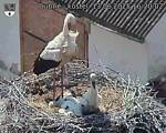 Capi_Dubne_20250613_162002.jpg