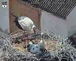 Capi_Dubne_20250613_163002.jpg