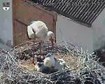 Capi_Dubne_20250613_163502.jpg