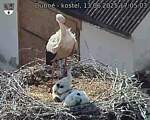 Capi_Dubne_20250613_170503.jpg
