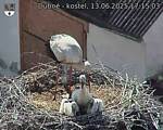 Capi_Dubne_20250613_171503.jpg