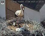 Capi_Dubne_20250613_172502.jpg
