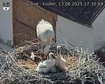 Capi_Dubne_20250613_173004.jpg