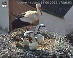 Capi_Dubne_20250613_175003.jpg