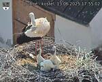 Capi_Dubne_20250613_175502.jpg