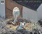 Capi_Dubne_20250613_180002.jpg