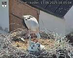 Capi_Dubne_20250613_180504.jpg